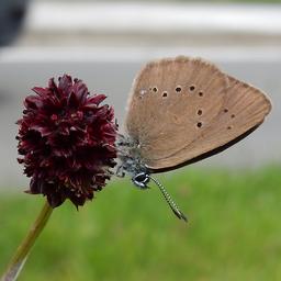 ‘Mensen uit hele land’ zoeken na maaien Limburgse berm naar bedreigde vlinder