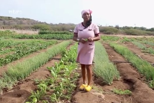 Video | Landbouwbeleid Curaçao blijft steken: boeren zoeken kansen ergens anders