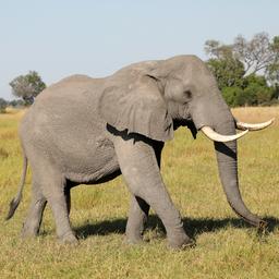 Botswana: Massale olifantensterfte veroorzaakt door blauwalgvergiftiging