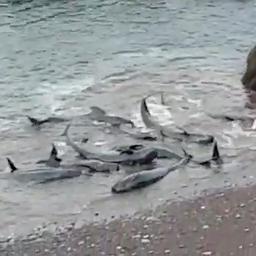 Video | Grienden gestrand bij Spaanse kust, negen dieren overleden