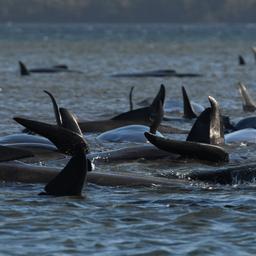 Grote reddingsactie voor 270 bij Tasmanië gestrande walvissen