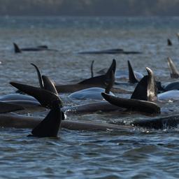 Grote reddingsactie voor zo’n 180 bij Tasmanië gestrande walvissen