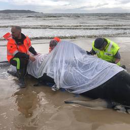 Meer dan honderd walvissen gered na massale stranding voor Australische kust