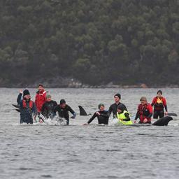Negentig gestrande walvissen voor Australische kust gered