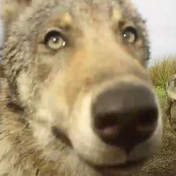 Video | Nieuwe beelden van spelende wolvenwelpen in Belgisch-Limburg