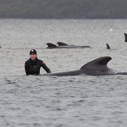 Zeker 380 voor Australische kust gestrande walvissen dood