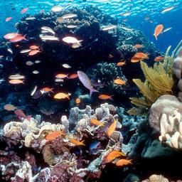 Goed nieuws: Gigantisch koraalrif ontdekt  |  Historische tram keert terug