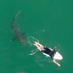 Video | Haai nadert Australische surfer, drone geeft waarschuwing af