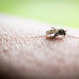 Kennisplatform: Drie Nederlanders in Frankrijk besmet met denguevirus