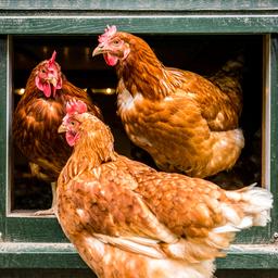 Nederlandse pluimveehouders moeten dieren ophokken vanwege vogelgriep