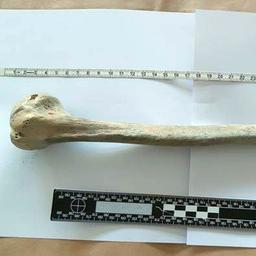 Op Ameland aangetroffen menselijk bot blijkt zeker 1.770 jaar oud