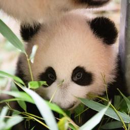 Pandajong in Ouwehands Dierenpark is een mannetje