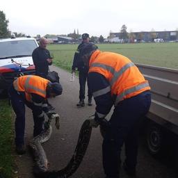 Wandelaar treft 4 meter lange python aan in sloot in Etten-Leur