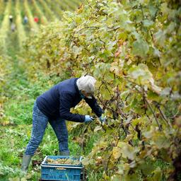 2020 is geen superjaar voor Nederlandse wijnboeren
