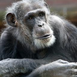 DierenPark Amersfoort wil herdenkingsplek voor gedode chimpansees