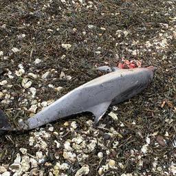 Dode dolfijn aangespoeld op Zeeuwse kust