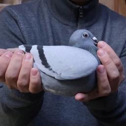 Video | Duurste duif ooit levert Belg 1,6 miljoen euro op