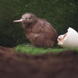Fraude ten gunste van grijze kiwi ontdekt bij Vogel van het Jaar-verkiezing