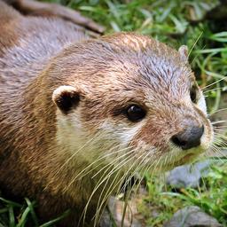 Haas voor het eerst op lijst bedreigde zoogdieren, otter niet meer ‘verdwenen’
