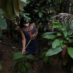 Ontbossing van Amazoneregenwoud bereikt hoogste punt in meer dan decennium tijd