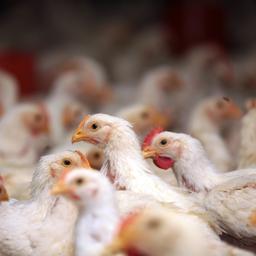Ook vogelgriep in Utrecht: 100.000 dieren worden geruimd in Hekendorp