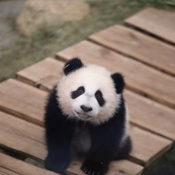 Video | Panda Fan Xing voor het eerst naar buiten in Ouwehands Dierenpark