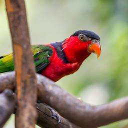 Politie Indonesië bevrijdt 64 gesmokkelde papegaaien uit plastic flessen