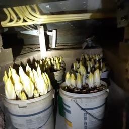 Politie verwacht wietplantage op te rollen in Geleen, maar stuit op witlof