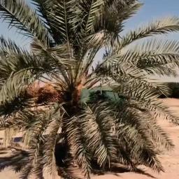 Video | Tienduizenden palmbomen geplant in Iraakse woestijn