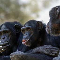 Twee chimpansees doodgeschoten na ontsnapping uit DierenPark Amersfoort