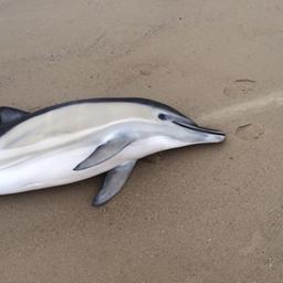 Tweede dolfijn aangespoeld aan Zeeuwse kust, hulp komt te laat