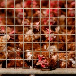 Vogelgriep vastgesteld bij Gronings bedrijf, 48.000 kippen worden geruimd