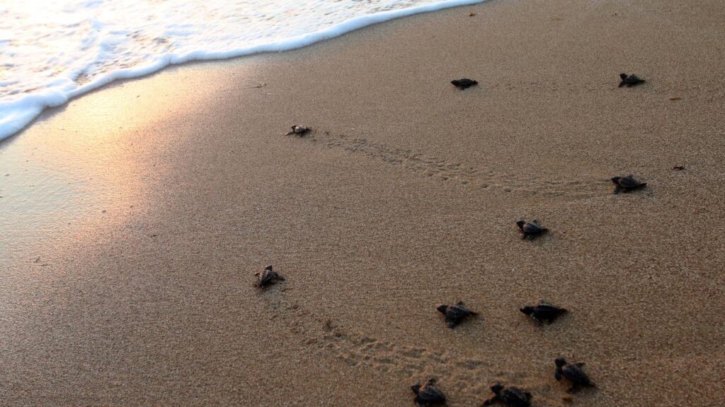 113 nesten van bedreigde zeeschildpaddensoorten aangetroffen op Bonaire