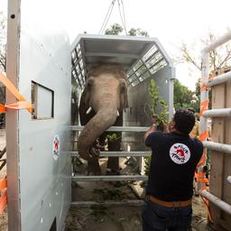 ‘Eenzaamste olifant ter wereld’ aangekomen in Cambodja
