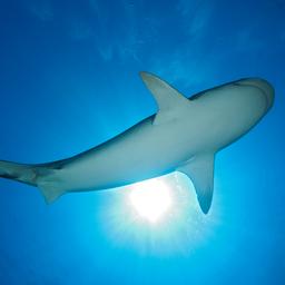Eerste fatale aanval van een haai in recente geschiedenis van Sint-Maarten