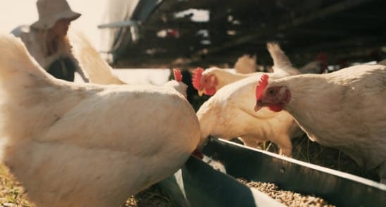 Trabou pa Kòrsou wil kippenuitwerpselen omzetten in duurzame energie