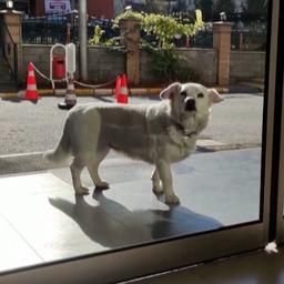 Video | Hondje wacht bijna week lang op baasje voor ingang Turks ziekenhuis
