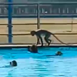Video | Groep apen neemt zwembad van Thaise school over