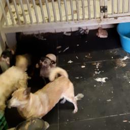 Inspectie neemt 79 verwaarloosde honden in beslag bij Limburgse fokker