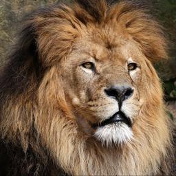 Leeuwen uit ARTIS toch niet naar Frankrijk nadat dierentuin zich terugtrekt