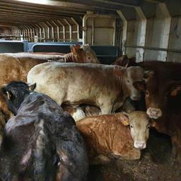 Veel woede over schip met 1.800 koeien dat al twee maanden op zee dobbert