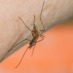 Wageningen University wil dat mensen doodgeslagen steekmuggen opsturen