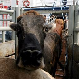 850 koeien op schip dat al maanden op zee dobbert worden geruimd