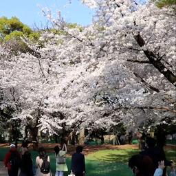 Video | Inwoners van Tokio genieten zonder toeristen van kersenbloesem
