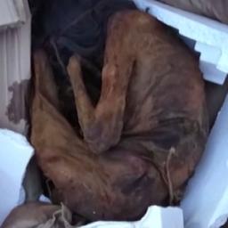 Video | Peruaanse politie ontdekt mummies tijdens huiszoeking in Cusco