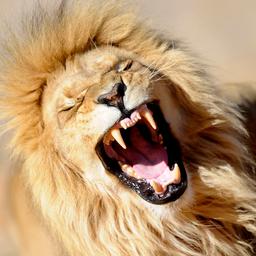 Zes leeuwen dood aangetroffen in een van beroemdste parken van Oeganda