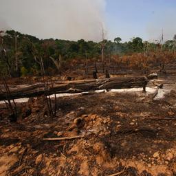 Braziliaanse president belooft einde aan illegale houtkap Amazone in 2030