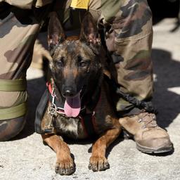 Dappere Franse legerhond krijgt postuum een Britse onderscheiding