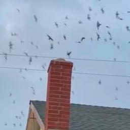 Video | Honderden zwaluwen vliegen Amerikaans huis binnen