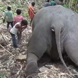 Video | Achttien dode olifanten gevonden in afgelegen natuurgebied India